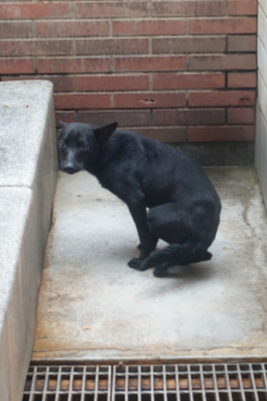 宜蘭縣流浪動物中途之家,編號:448644, 混種犬          