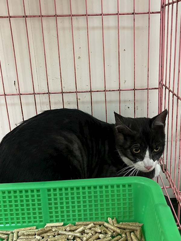 彰化縣流浪狗中途之家,編號:445063, 混種貓                 