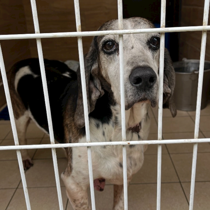 新北市瑞芳區公立動物之家,編號:448748, 巴吉度犬