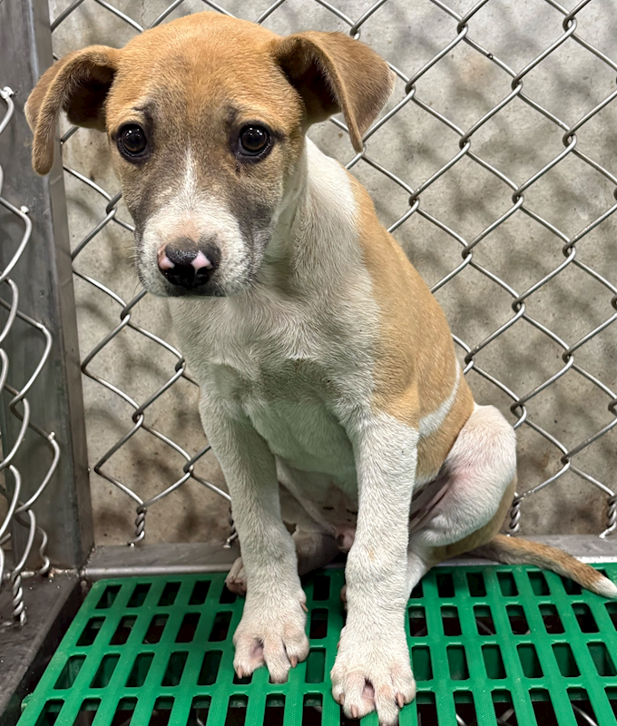 臺東縣動物收容中心,編號:448749, 混種犬          