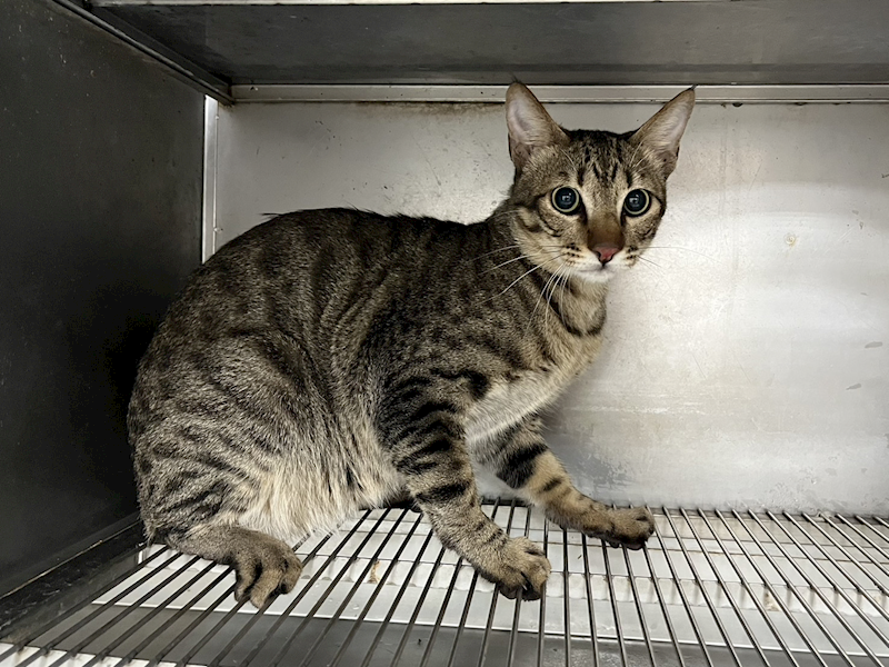 彰化縣流浪狗中途之家,編號:445202, 混種貓                 