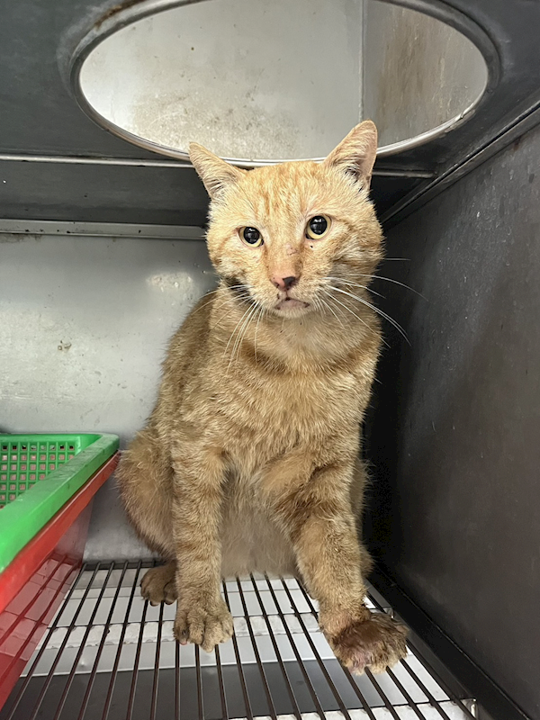 彰化縣流浪狗中途之家,編號:445969, 混種貓                 