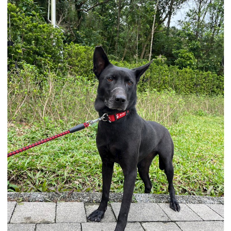 新北市瑞芳區公立動物之家,編號:448747, 混種犬          