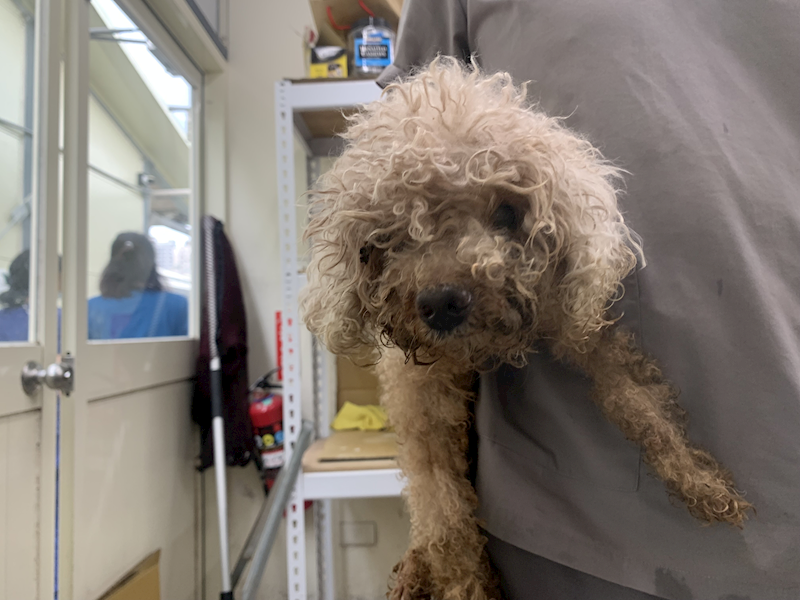 臺北市動物之家,編號:429041, 貴賓犬        