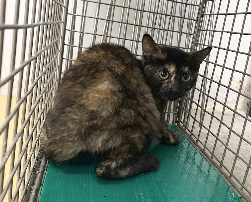 臺北市動物之家,編號:443422, 混種貓                 