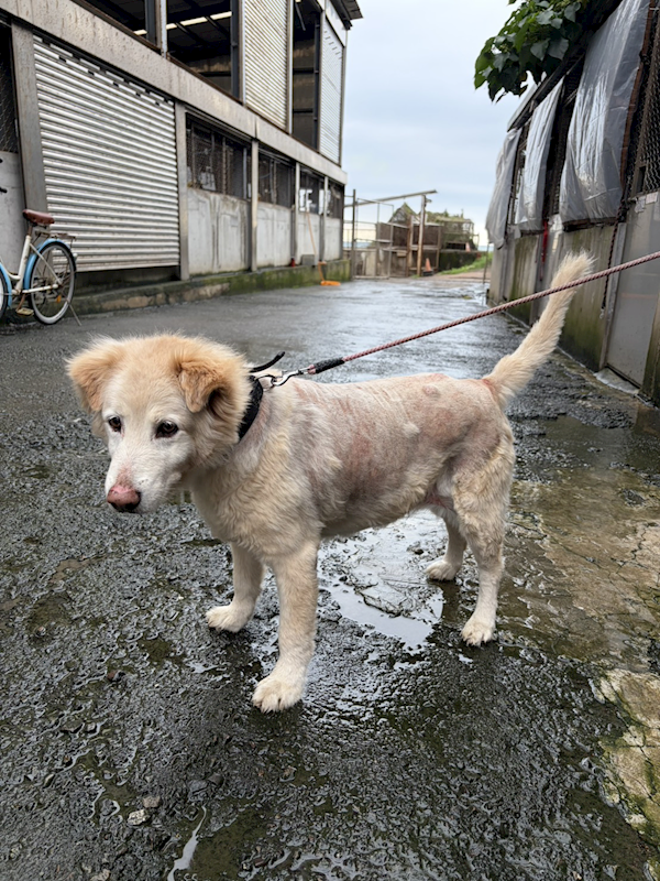 新北市淡水區公立動物之家,編號:448745, 混種犬          