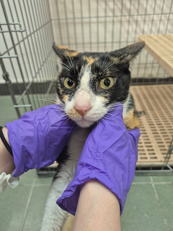 臺南市動物之家善化站,編號:448730, 混種貓                 