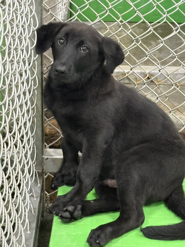 臺東縣動物收容中心,編號:448727, 混種犬          