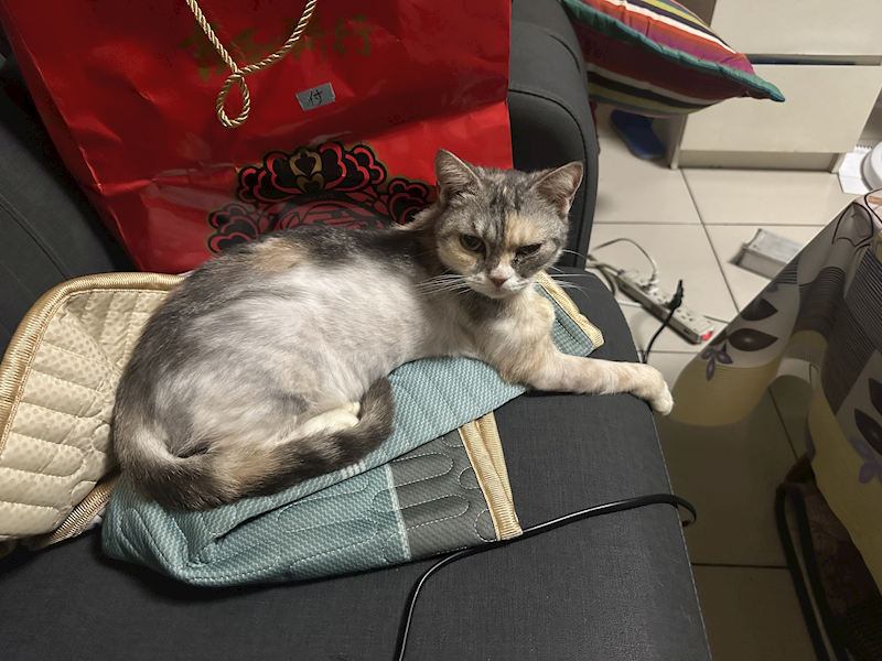 新北市板橋區公立動物之家,編號:442446, 英國短毛貓               