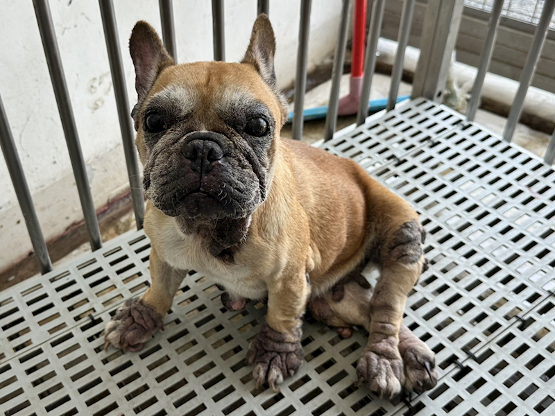 花蓮縣狗貓躍動園區,編號:448710, 法國鬥牛犬