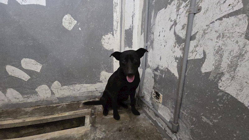 新竹市動物保護教育園區,編號:448697, 混種犬          