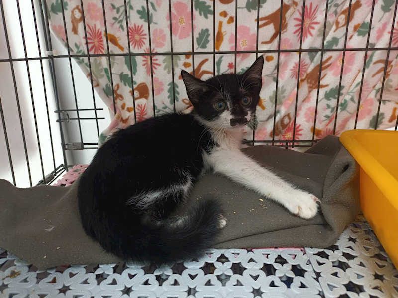 新北市板橋區公立動物之家,編號:448694, 混種貓                 