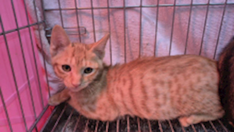 新北市八里區公立動物之家,編號:448696, 混種貓                 