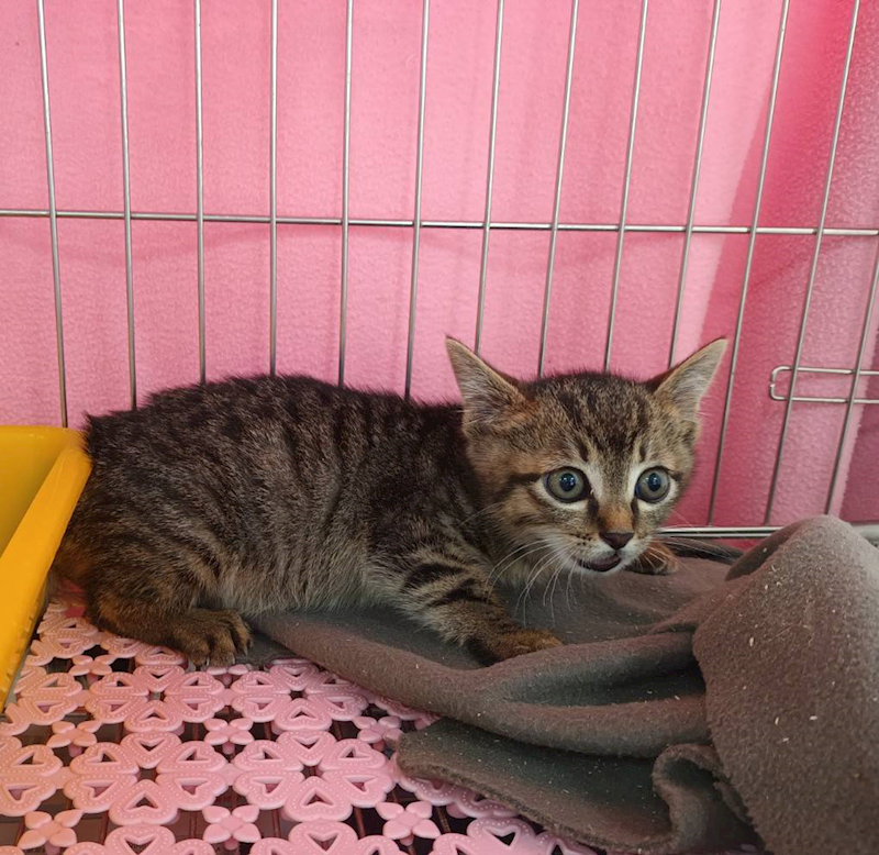 新北市板橋區公立動物之家,編號:448695, 混種貓                 