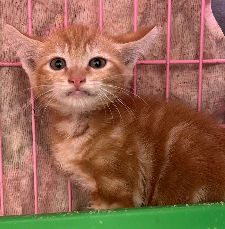 臺東縣動物收容中心,編號:448690, 混種貓                 