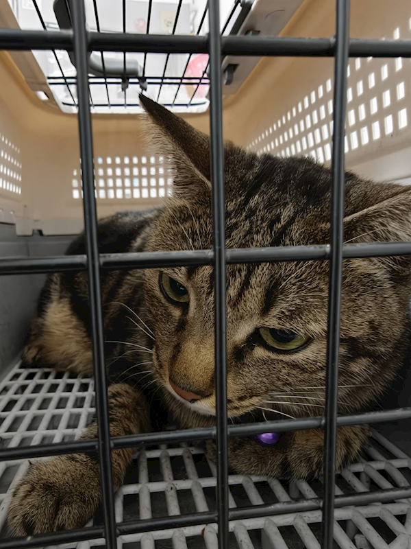 嘉義市動物保護教育園區,編號:447993, 混種貓                 