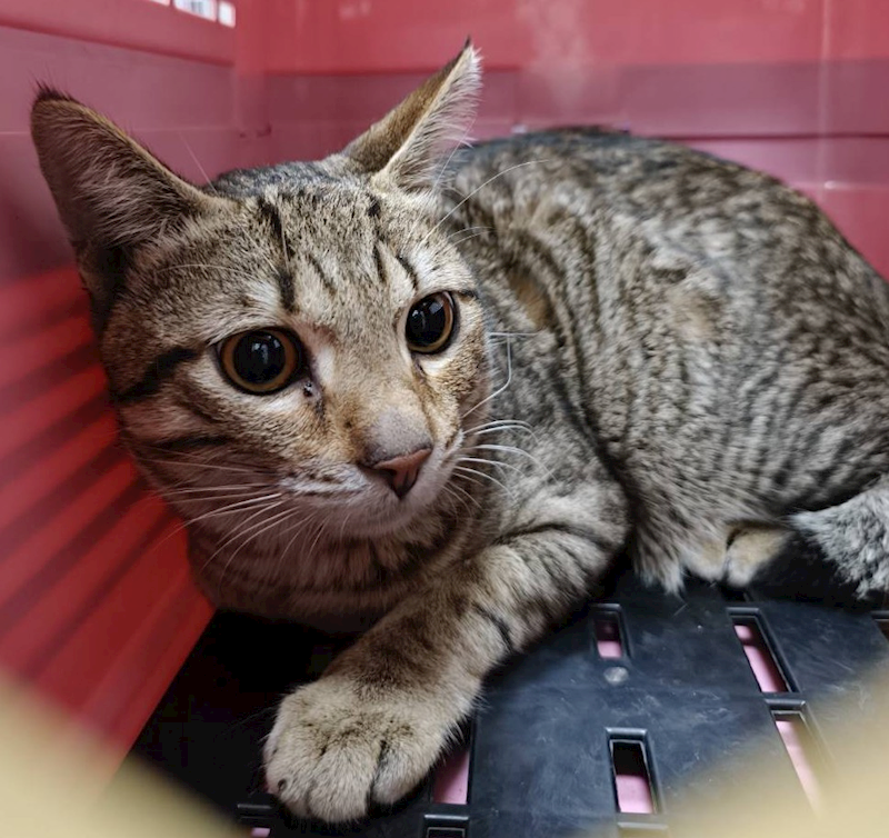 嘉義市動物保護教育園區,編號:443589, 混種貓                 