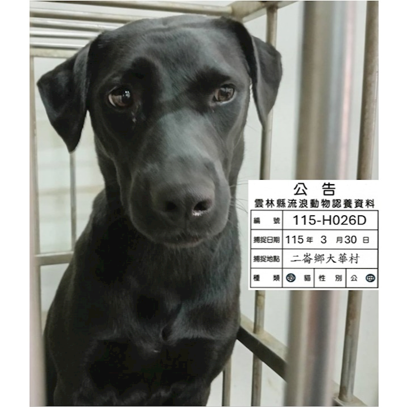 雲林縣流浪動物收容所,編號:448459, 混種犬          