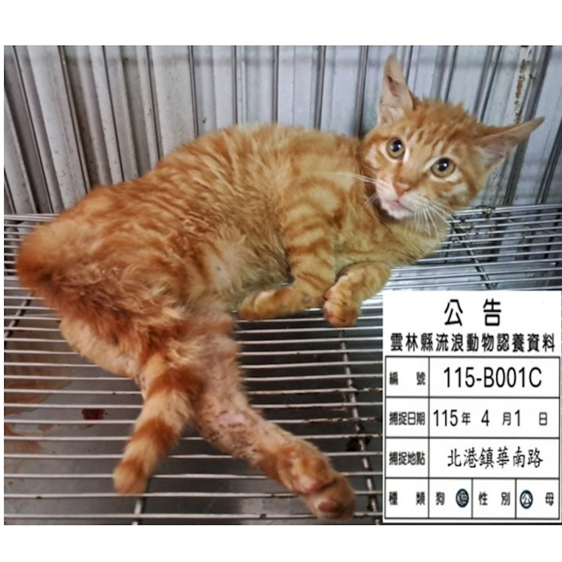 雲林縣流浪動物收容所,編號:448455, 混種貓                 