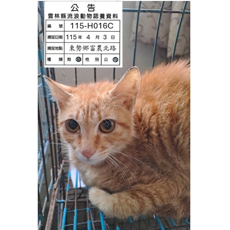 雲林縣流浪動物收容所,編號:448457, 混種貓                 