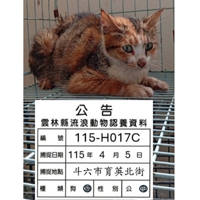 雲林縣流浪動物收容所,編號:448458, 混種貓                 