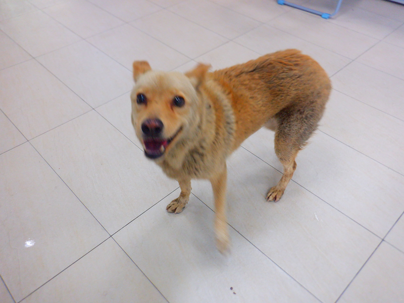 南投縣公立動物收容所,編號:448782, 混種犬          