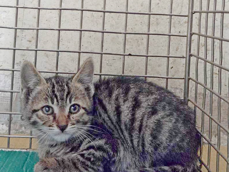 臺北市動物之家,編號:448053, 混種貓                 