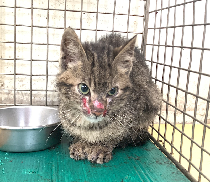 臺北市動物之家,編號:447897, 混種貓                 