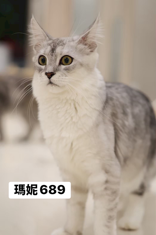 桃園市動物保護教育園區,編號:447990, 緬因貓                 