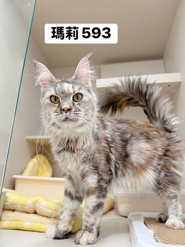 桃園市動物保護教育園區,編號:447989, 緬因貓                 