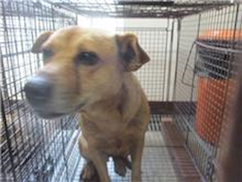 桃園市動物保護教育園區,編號:153733, 混種犬          