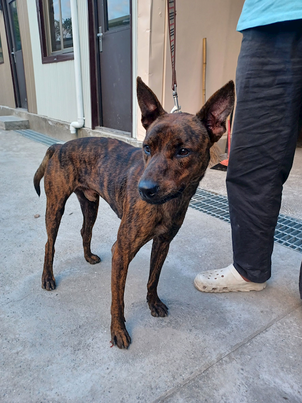 新北市中和區公立動物之家,編號:448823, 混種犬          