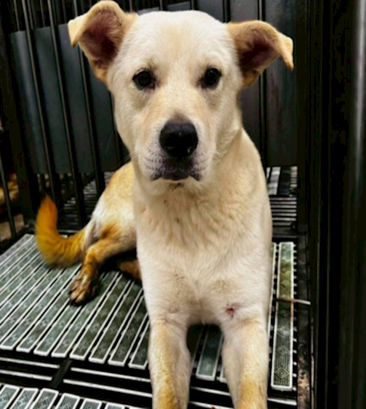 新北市板橋區公立動物之家,編號:446651, 混種犬          