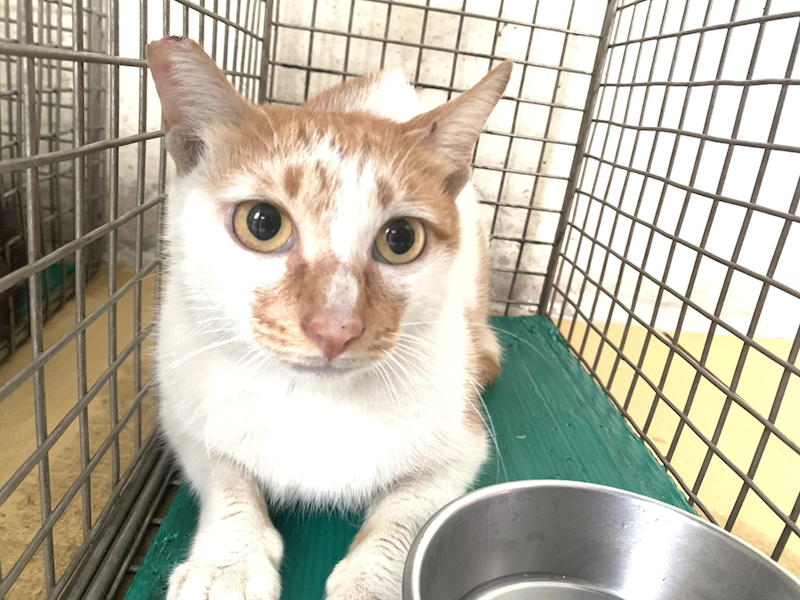 臺北市動物之家,編號:443940, 混種貓                 