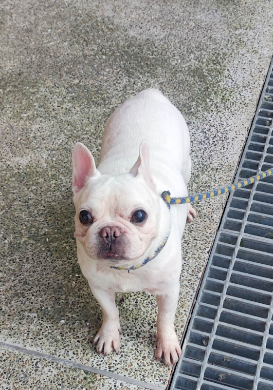 新北市中和區公立動物之家,編號:448812, 法國鬥牛犬