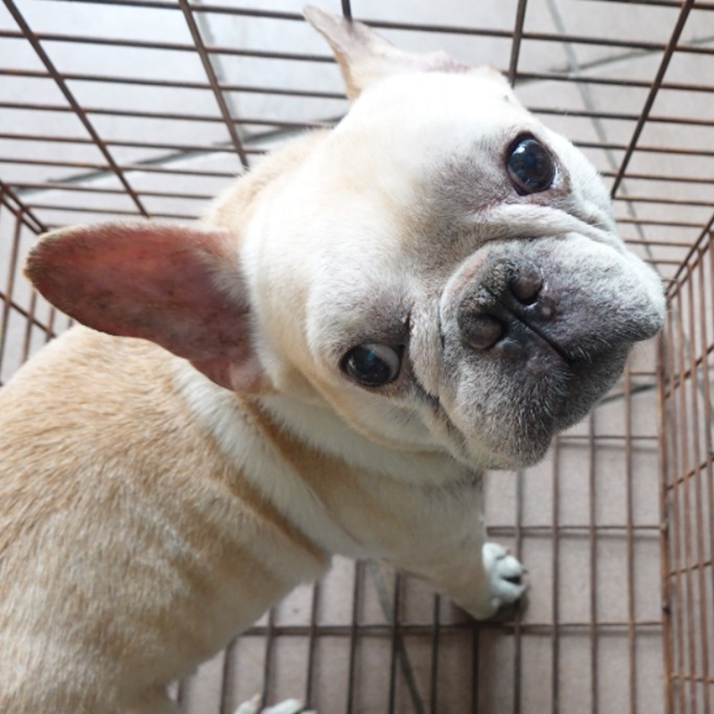 臺南市動物之家灣裡站,編號:447446, 法國鬥牛犬