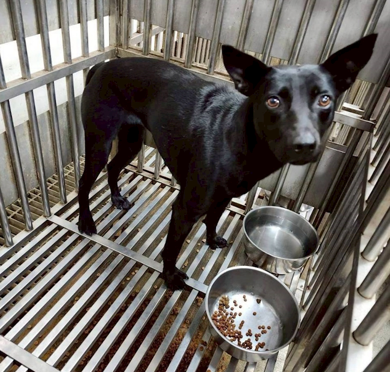 新北市板橋區公立動物之家,編號:448805, 混種犬          
