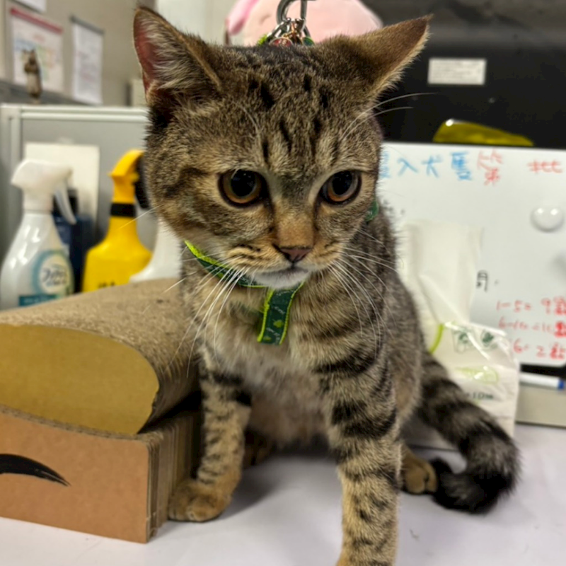 臺南市動物之家善化站,編號:448801, 混種貓                 