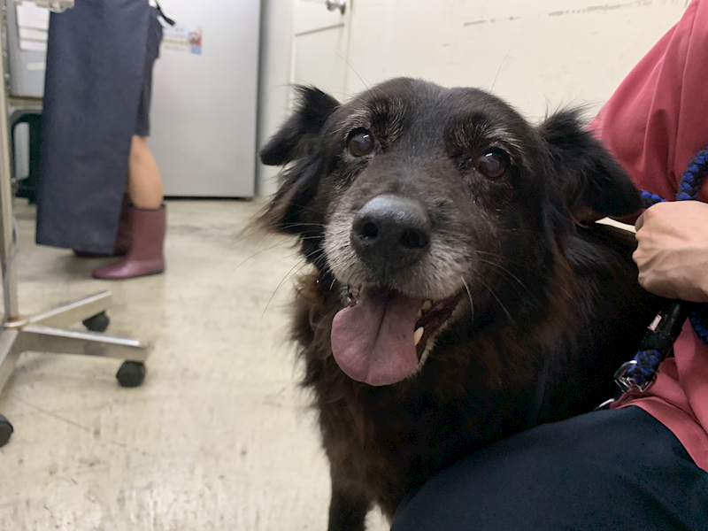 臺北市動物之家,編號:448794, 混種犬          