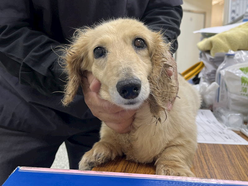 桃園市動物保護教育園區,編號:448796, 臘腸犬