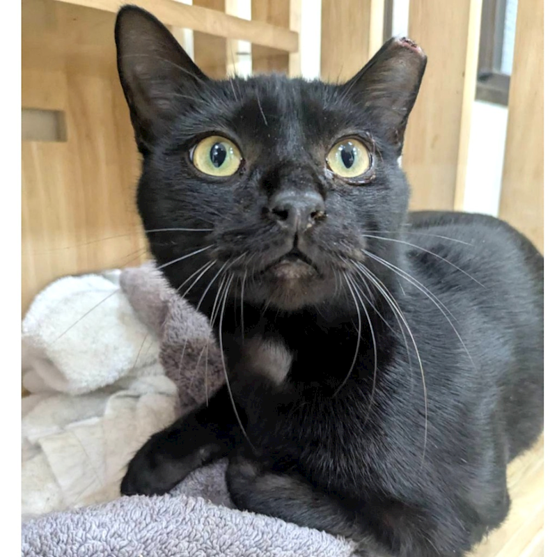 新竹縣動物保護教育園區,編號:442463, 混種貓                 