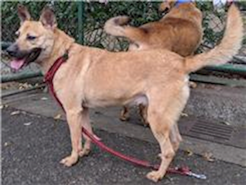 臺北市動物之家,編號:42036, 混種犬          