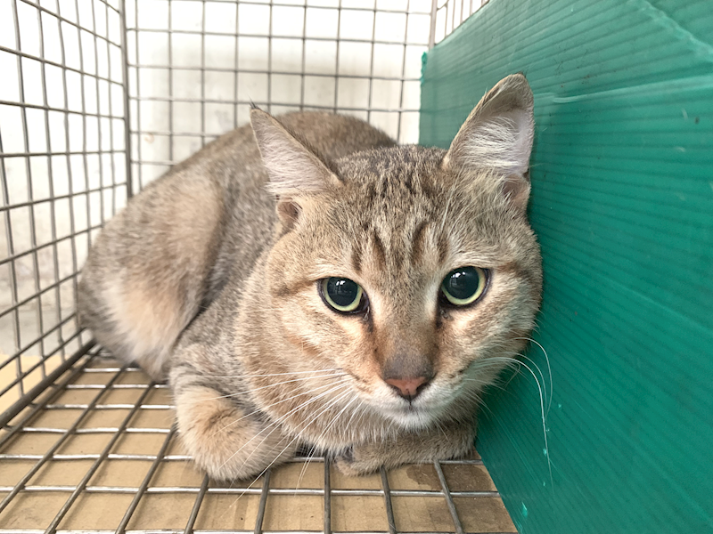 臺北市動物之家,編號:441937, 混種貓                 