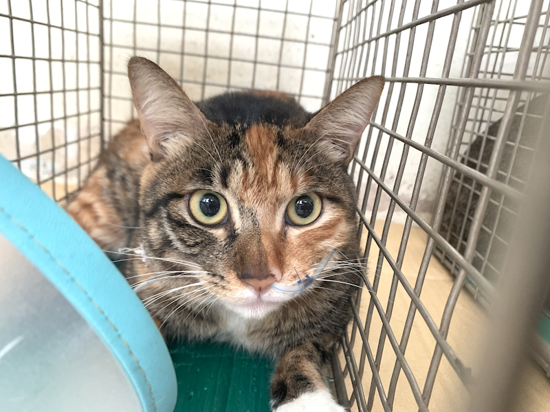 臺北市動物之家,編號:441939, 混種貓                 