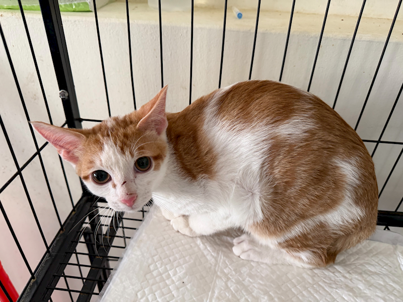 基隆市寵物銀行,編號:445647, 混種貓                 