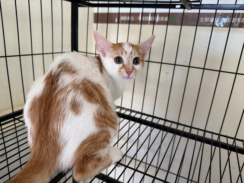 基隆市寵物銀行,編號:445646, 混種貓                 