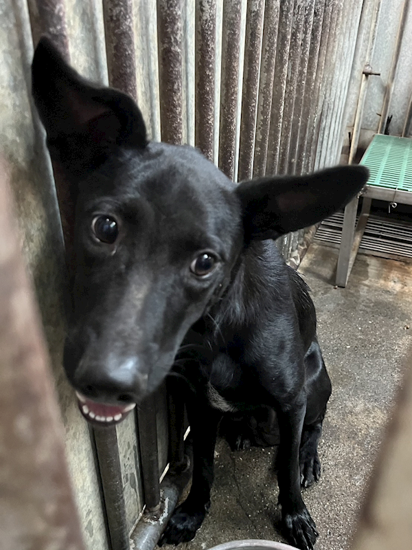 彰化縣流浪狗中途之家,編號:436173, 混種犬          