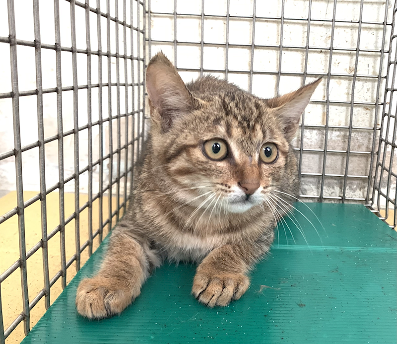 臺北市動物之家,編號:447895, 混種貓                 