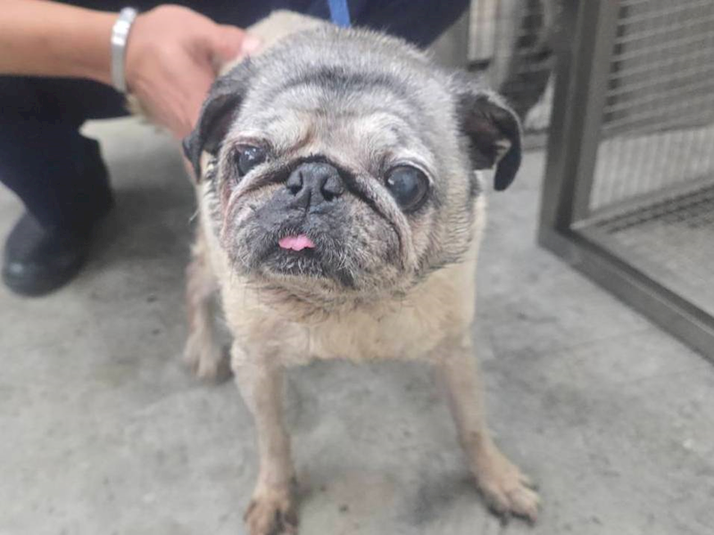 臺北市動物之家,編號:439278, 巴哥犬