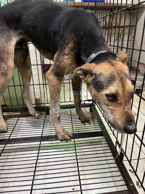 彰化縣流浪狗中途之家,編號:446539, 混種犬          